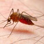 किन लामखुट्टेले महिलाभन्दा बढी पुरुषलाई टोक्छ? जान्नुहोस्..