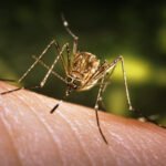 Northen Western Australia का केही भागमा Encephalitis ( MVE) बाट दुई व्यक्तिको मृत्यु