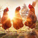 दोस्रो एनएसडब्लु फार्ममा बर्ड फ्लू फेला परेपछि सामूहिक नष्ट गर्न आदेश