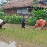 झापामा ९२ प्रतिशत भूभागमा रोपाइँ