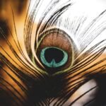 घरमा मयुर को प्वाख राख्नाले के- के हुन्छन त लाभ