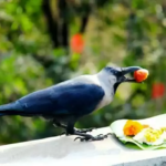 आज काग तिहार मनाइदै