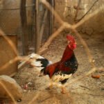 ठूलो आवाजमा कुखुराको भाले बासेपछि छिमेकीले हाले मुद्दा