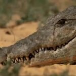 आखिर किन गोहीको आँसुलाई झूटो भनिन्छ ?