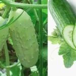 काँक्रोका १५ रोचक तथ्य र स्वास्थ्यमा फाइदा