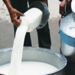 गाईको दूध किन भैंसीको जस्तो सेतो हुँदैन ?