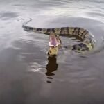 के सर्पले पनि नुहाउँछ ? पानीसँग कस्तो हुन्छ सम्बन्ध ?