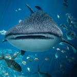 एक खतरनाक जीव, जसले ६० फिट लामो ह्वेल शार्कको शिकार गर्छ, बैज्ञानिक अचम्मित !!!