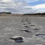 बेलायती बैज्ञानिकले भेटाए डायनोसरका २०० बढी पाइला