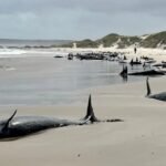 तस्मानियाको पश्चिमी तटमा सयौँ ह्वेल माछा अलपत्र, उद्धार प्रयास जारी