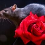 बिज्ञानमा चमात्कारः पोथी बिना २ भाले मुसाबाट जन्माइयो सन्तान