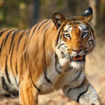 चीनमा धमाधम बाघकाे पिशावकाे बिक्री, कतिमा हुन्छ त कारोबार, जान्नुहोस्