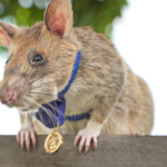 एउटा सामान्य मुसा बन्यो ‘सुपरहिरो’, राख्यो विश्व कीर्तिमान