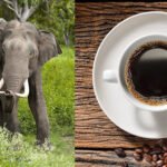 विश्वको सबैभन्दा महंगो कफी, जुन बन्छ हात्तिको गोबरमार्फत