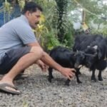 विश्वको सबैभन्दा सानो बाख्रा, जो ‘गिनिज बुक अफ वर्ल्ड’ मा उल्लेख छ