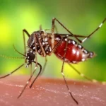 के तपाई लामखुट्टेको टोकाइबाट हैरान हुनुहुन्छ ? यस्ता छन् घरेलु उपाय