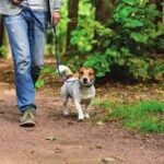 कुकुर हिँडाउँदा बेलायतमा हरेक वर्ष झण्डै ५० मिलियन डलर बराबरको चोटपटक, अध्ययन