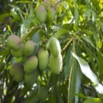 आँप खाँदा आउँन सक्छ पिम्पल, यस्ता छन् जोगिने उपाय