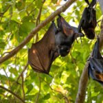 ब्याटमा कसरी उत्पत्ति हुन्छ नयाँ कोरोना भाइरस? अष्ट्रेलियाली वैज्ञानिकहरूको अनुसन्धानले दियो महत्त्वपूर्ण संकेत