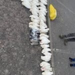 मेलबर्नको सपिङ सेन्टर बाहिर सयौं चरा मृत अवस्थामा फेला, RSPCA द्वारा अनुसन्धान सुरु