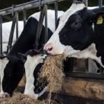 वैज्ञानिक सल्लाहबिनै हटाइयो अमेरिकी मासु प्रतिबन्ध, संसदमा आलोचना तीव्र