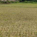 जलवायु परिवर्तनको असर : खडेरीले बिथोलियो मधेसको जीवनशैली