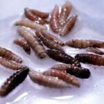 अमेरिकामा पहिलो पटक मांसाहारी परजीवी संक्रमणको मानव केस पुष्टि