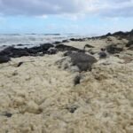 Algal Bloomले साना माछा व्यवसायमा आर्थिक संकट, अष्ट्रेलियामा दैनिक कमाइ घटेर $15 मा सीमित