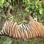 पर्साको ठोरीमा पाटेबाघ मृत फेला