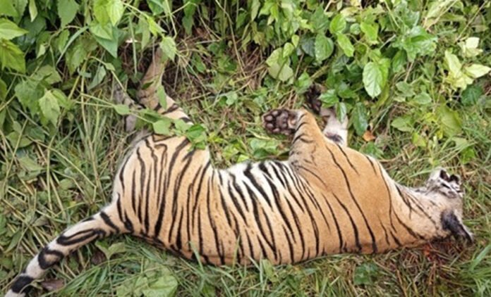 Tige-thori