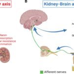 पार्किन्सन रोगको सुरुवात मस्तिष्कमा होइन, मृगौलामा हुने नयाँ अनुसन्धानको दाबी