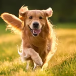 बाल्मेन : सिड्नीको सबैभन्दा dog-friendly उपनगर घोषित