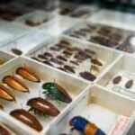 क्यान्बेरामा $90 मिलियनको सुविधा: लाखौं कीट र वन्यजन्तुका नमूना संग्रह गर्ने नयाँ प्रयोगशाला उद्घाटन