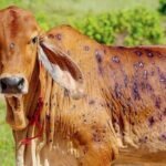 मोरङमा लम्पी स्किन रोगको प्रकोप, किसान चिन्तित