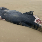 भिक्टोरियामा Shark जोखिमका कारण समुद्रतट अनिश्चितकालका लागि बन्द